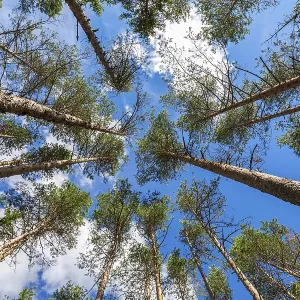 Crowns of tall pine trees in the forest against a blue sky in sunny day Crowns of tall pine trees in the forest against a blue sky in sunny day