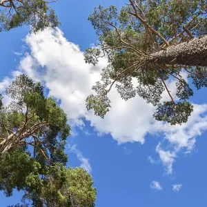 Crowns of tall pine trees above his head in the forest against blue sky Crowns of tall pine trees above his head in the forest against blue sky