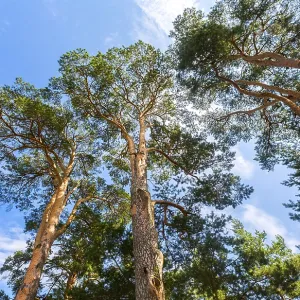 Crowns of tall pine trees above his head in the forest against a blue sky Crowns of tall pine trees above his head in the forest against a blue sky