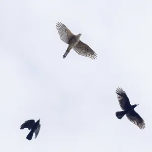Two crows (Corvus corone) chase a hawk (Accipiter gentilis)