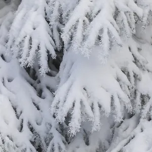 The crystals of hoarfrost look like lace on the snow-covered fir branches The crystals of hoarfrost look like lace on the snow-covered fir branches
