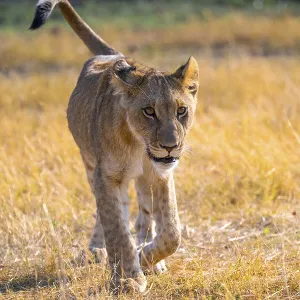 Cub, lion (Panthera Leo) in grass