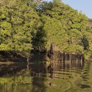 Cuiaba riverbank, Pantanal, Mato Grosso State
