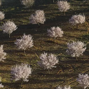 Cultivated Almond trees (Prunus dulcis) in full blossom Cultivated Almond trees (Prunus dulcis) in full blossom