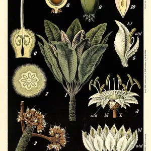 Cultivated plant, African butter tree