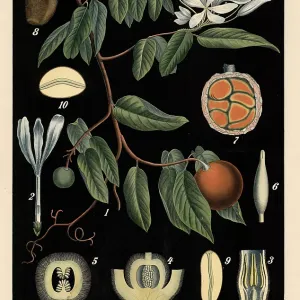Cultivated plant, beautiful rubber liana