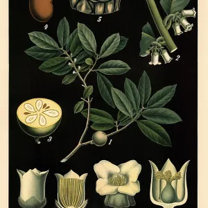 Cultivated plant, ebony tree, Diospyros dalechamps