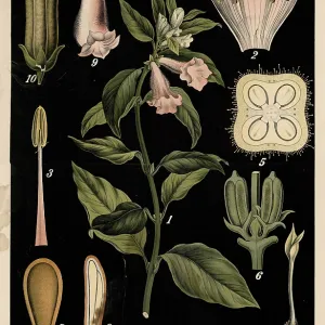 Cultivated Plant, Indian Sesame Print