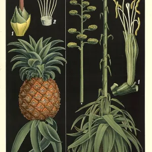 19th Century Print of Cultivated Pineapple and Agave