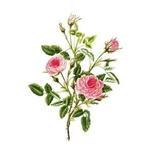 Cultivated plant, precious rose Cultivated plant, precious rose