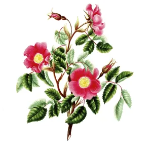 Cultivated plant, precious rose Cultivated plant, precious rose
