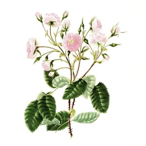 Cultivated plant, precious rose Cultivated plant, precious rose
