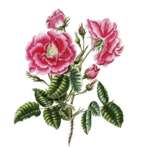 Cultivated plant, precious rose Cultivated plant, precious rose