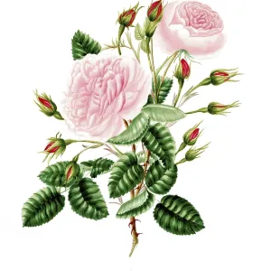 Cultivated plant, precious rose Cultivated plant, precious rose