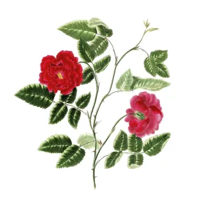 Cultivated plant, precious rose Cultivated plant, precious rose