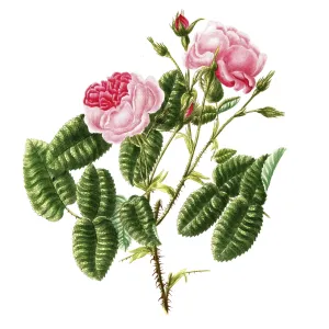 Cultivated plant, precious rose Cultivated plant, precious rose