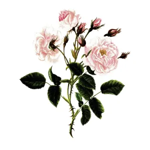Cultivated plant, precious rose Cultivated plant, precious rose