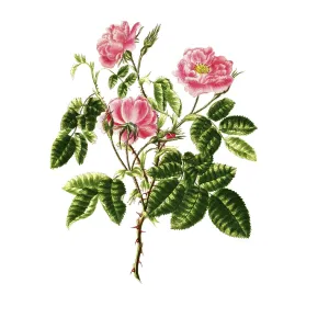 Cultivated plant, precious rose Cultivated plant, precious rose