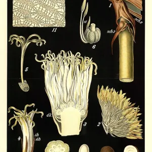 Cultivated plant, small-fruited ivory palm