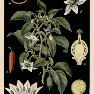 Cultivated plant, Spanish pepper