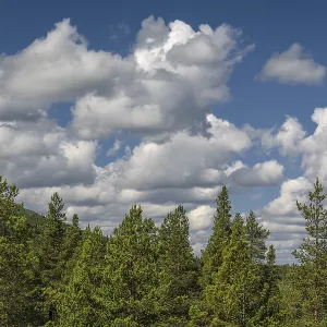 Cumulus Clouds Print, Gällivare, Sweden Cumulus Clouds Print, Gällivare, Sweden