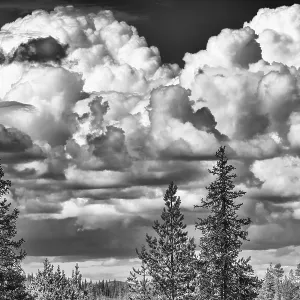 Cumulus Clouds Print, Boreal Coniferous Forest, Lapland Sweden Cumulus Clouds Print, Boreal Coniferous Forest, Lapland Sweden