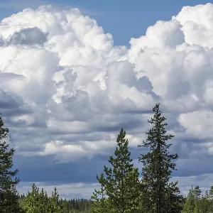 Cumulus Clouds Print, Boreal Coniferous Forest, Gällivare, Sweden Cumulus Clouds Print, Boreal Coniferous Forest, Gällivare, Sweden