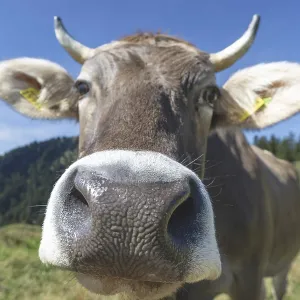Curious Allgau Brown Swiss Curious Allgau Brown Swiss
