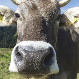 Curious Allgau Brown Swiss Curious Allgau Brown Swiss