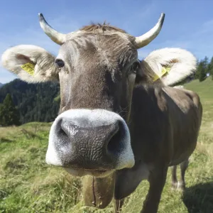 Curious Allgau Brown Swiss Curious Allgau Brown Swiss