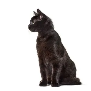 Curious black cat sitting and looking attentively towards something out of view Curious black cat sitting and looking attentively towards something out of view