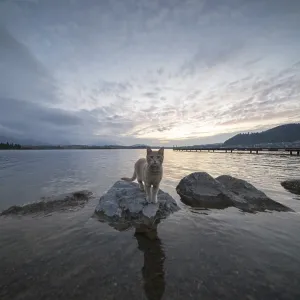 Curious cat after sunset, Hopfensee Curious cat after sunset, Hopfensee