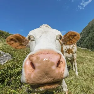 Curious cow in a meadow, Rohrmoos-Untertal Curious cow in a meadow, Rohrmoos-Untertal