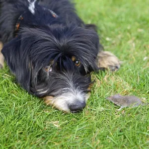 A curious dog is lying on the lawn looking at a small mouse