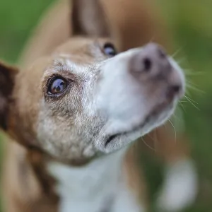 A curious dog, Podenco, with brown fur looks at the camera on a green field