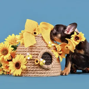 Curious French Bulldog Print: Blue Background Scene