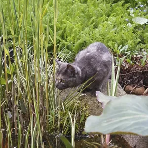 Curious gray cat looking at the pond surrounded by spring garden plants Curious gray cat looking at the pond surrounded by spring garden plants
