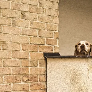 A curious Labrador dog peers over a balcony next to a brick wall A curious Labrador dog peers over a balcony next to a brick wall