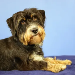 A curious-looking dog is lying on a black blanket in front of a blue wall