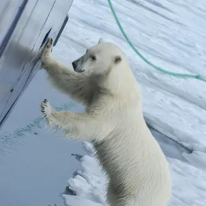 Curious polar bear (Ursus maritimus) at the hull of a ship and trying to enter through a porthole