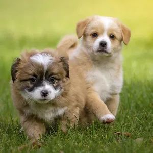 Two curious puppies walk through the greenery of the garden Two curious puppies walk through the greenery of the garden