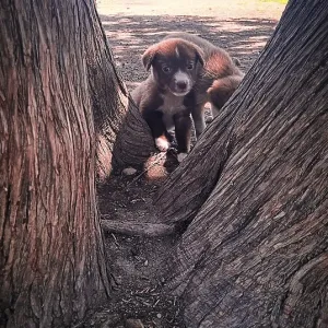 Curious puppy peeks through tree trunks in a serene outdoor setting