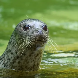 Curious seal in green water, harbour seal (Phoca vitulina)