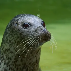 Curious seal in the water, harbour seal (Phoca vitulina)