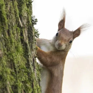 A curious squirrel (Sciurus vulgaris) looks out from behind a moss-covered tree