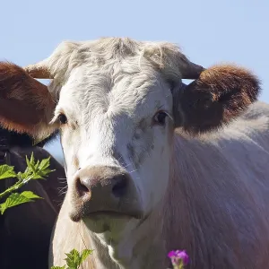 A curious view of a cow in a pasture with flowers and green background