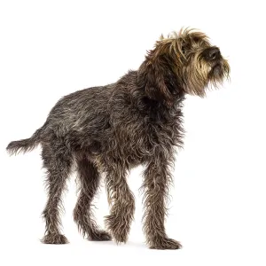 Curious wirehaired pointing griffon walking and looking up isolated on white background Curious wirehaired pointing griffon walking and looking up isolated on white background