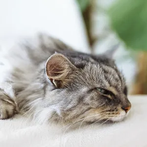 Curled up fluffy gray cat sleeps on soft pillow Curled up fluffy gray cat sleeps on soft pillow