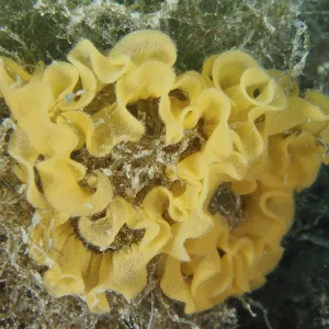 Curved Yellow Spawn of Red-Brown Leatherback Snail Print Curved Yellow Spawn of Red-Brown Leatherback Snail Print