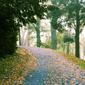 Autumn Leaves Forest Path Print